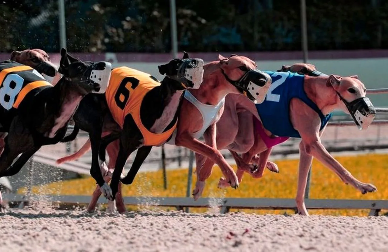 Wales First UK Nation to Ban Greyhound Racing